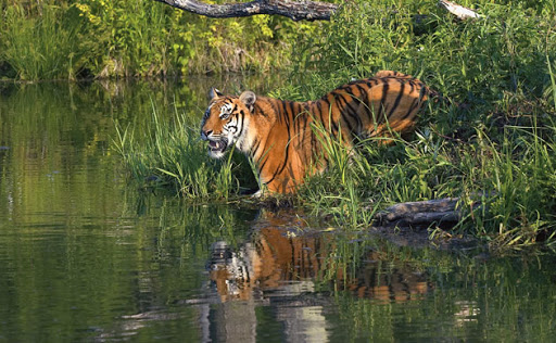 Dhaka - Sundarban - Amazing Tours